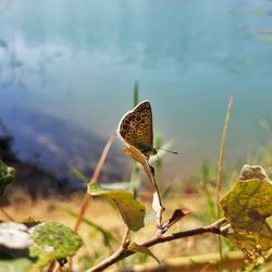 Close-up of plant against lake