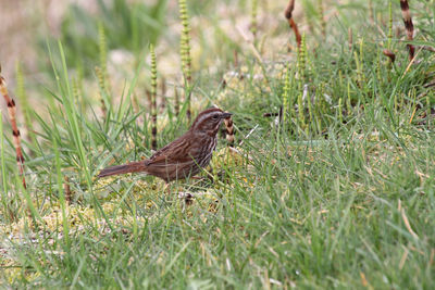 A song sparrow walking in the grass looking for food.