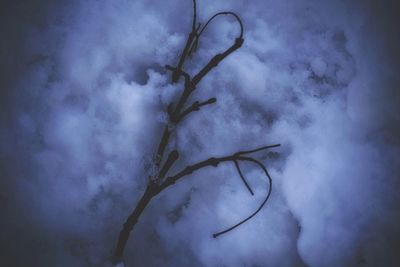 Snow covered trees in winter