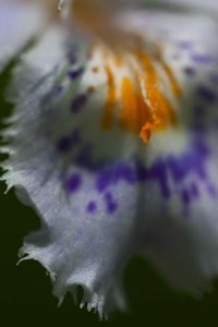 Close-up of flower against blurred background