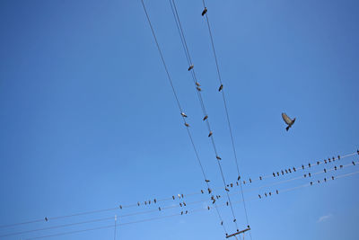 Low angle view of birds flying in sky