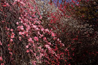 Full frame shot of red flowers