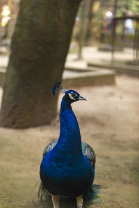 Close-up of peacock