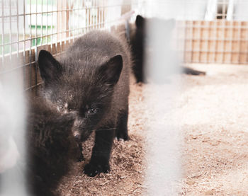 Portrait of a baby fox in cage