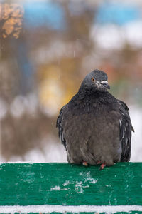 Close-up of penguin against blurred background