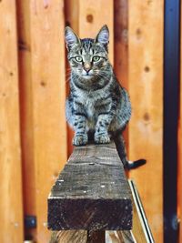 Portrait of cat sitting on wood