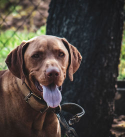 Close-up portrait of dog