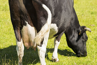 Cow grazing in a field