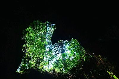 Low angle view of trees at night