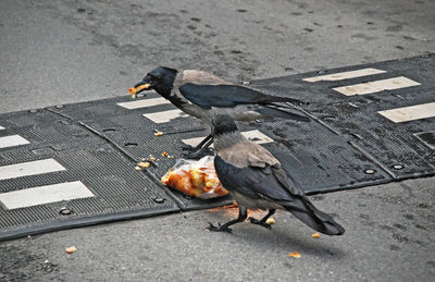 High angle view of a bird on the road
