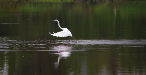 Bird in lake