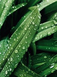 Close-up of raindrops on leaves