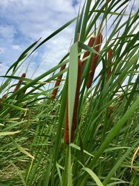 Close-up of fresh green plants in field against sky