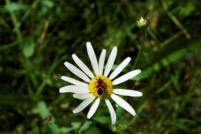 Close-up of insect on flower