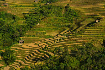 Paddy field landscape