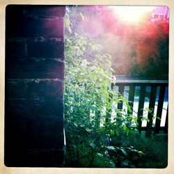 Plants growing on tree trunk