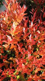 Close-up of leaves