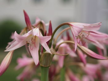 Close-up of pink flowering plant