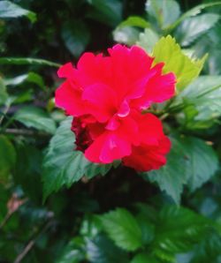 Close-up of red flower blooming outdoors