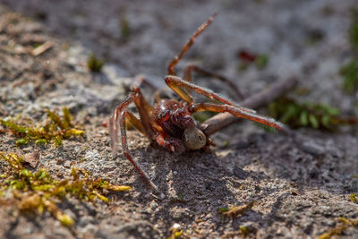 Close-up of ant on rock