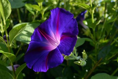 Close-up of purple flower blooming outdoors