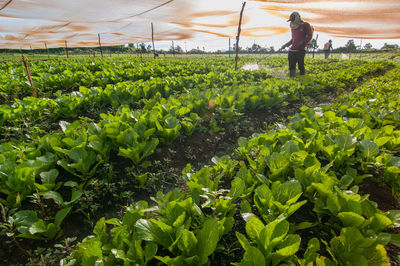 Rear view of man working at farm