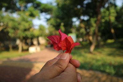 Cropped hand holding bougainvillea
