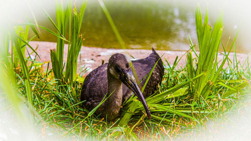 Close-up of bird on grass