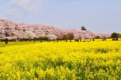 yellow