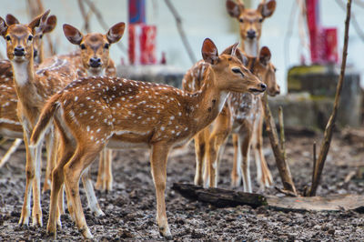 Close-up of deer