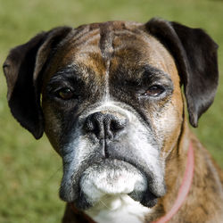 Close-up portrait of a dog