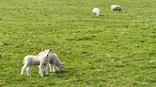 pasture