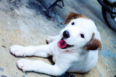 High angle portrait of a dog