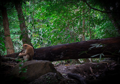 Monkey sitting in a forest