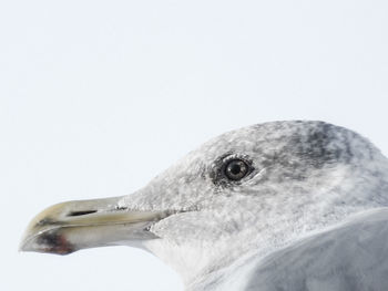 Close-up of bird against white background