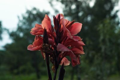 Close-up of red flower blooming against sky