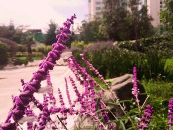 Close-up of purple flowering plants on field