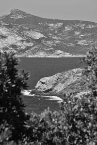 View of a lizard on rock