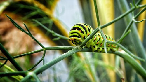 Caterpillar on stem