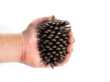 Close-up of hand holding pine cone against white background