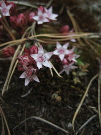 Close-up of pink flowers
