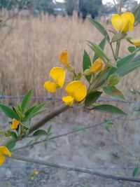 Close-up of yellow flowers blooming outdoors