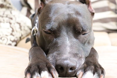 Close-up portrait of dog resting