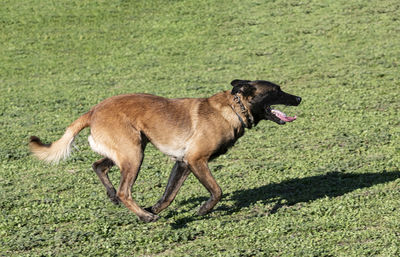 Dogs running on field