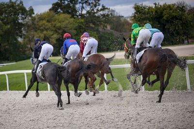 Jockeys at the kincsem park racecourse at a gallop event. 
