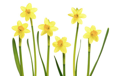 Close-up of yellow daisy flowers