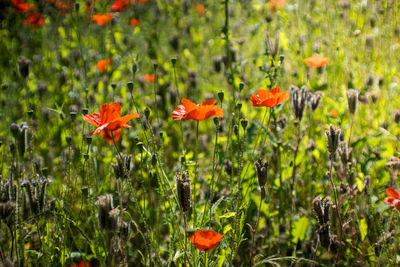 Close-up of orange poppy flowers on field