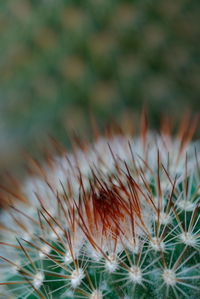 Close-up of dandelion on field