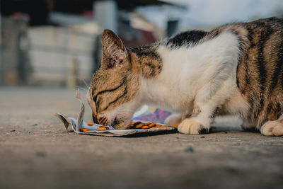 Close-up of cat