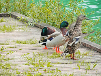 Two birds on wood